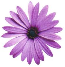 10. Purple Daisy