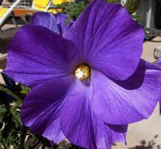 4. Purple Hibiscus