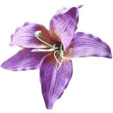 5. Purple Lily