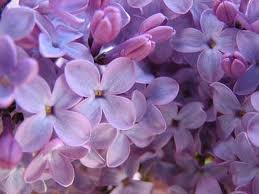 7. Purple Lilac