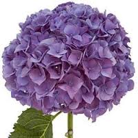 9. Purple Hydrangea