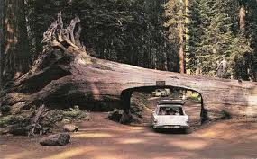 2. Redwood Forest, California