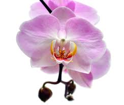 3. Purple Orchid