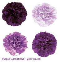 8. Purple Carnation