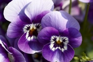 3. Pretty Pansies